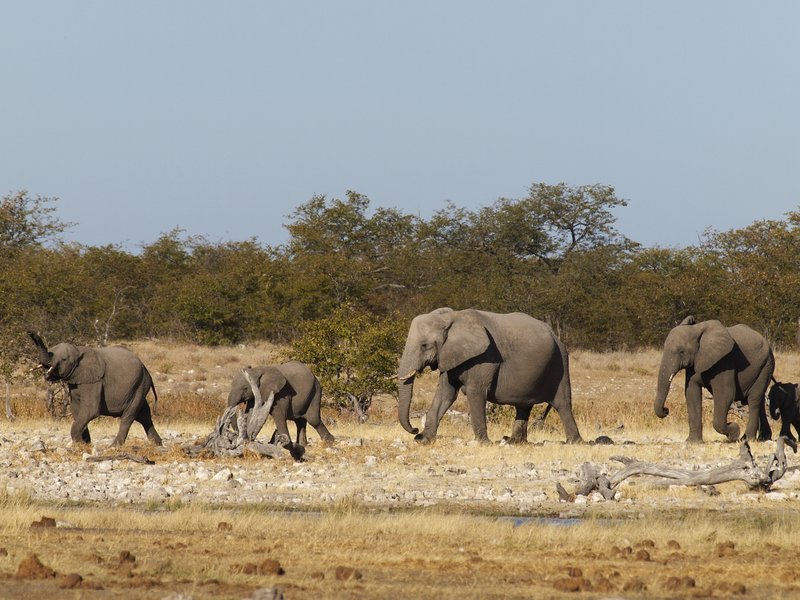 Elephant, Etosha National Park, Rietfontein